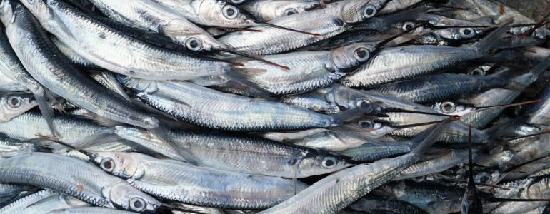 Fish