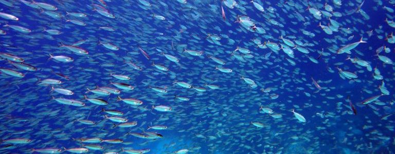School of fish