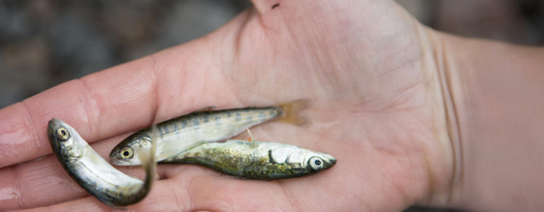 a hand holds tiny fish