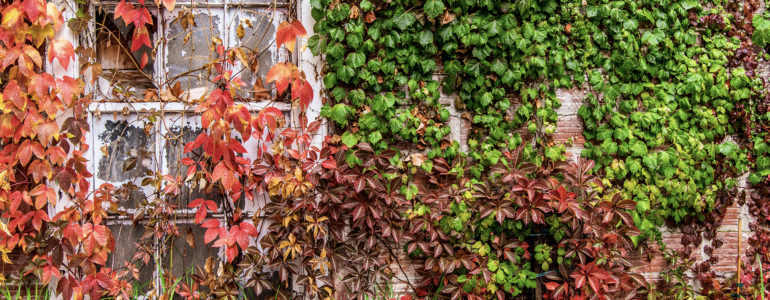 an ivy covered window on a brick building
