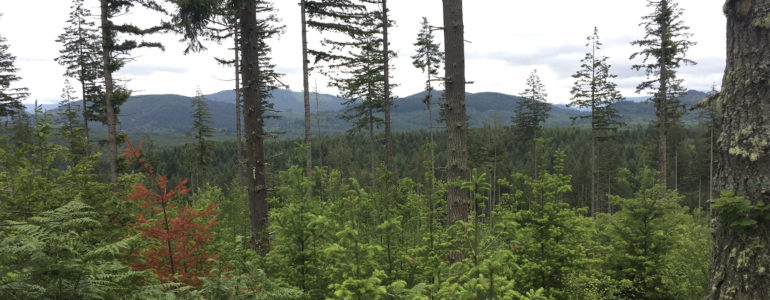 a forest with hills in the background