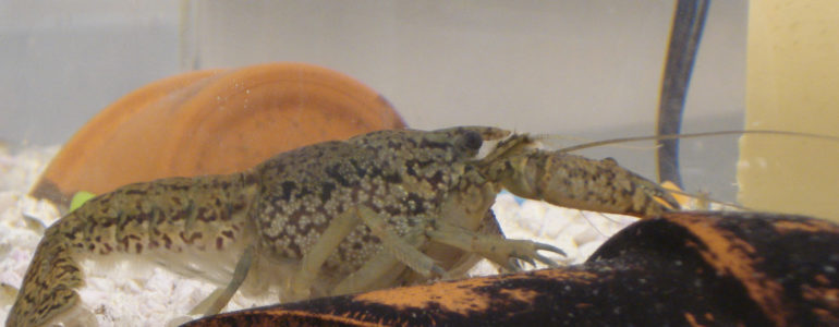 a shrimp in a tank