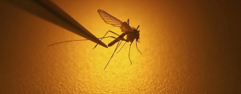 A mosquito