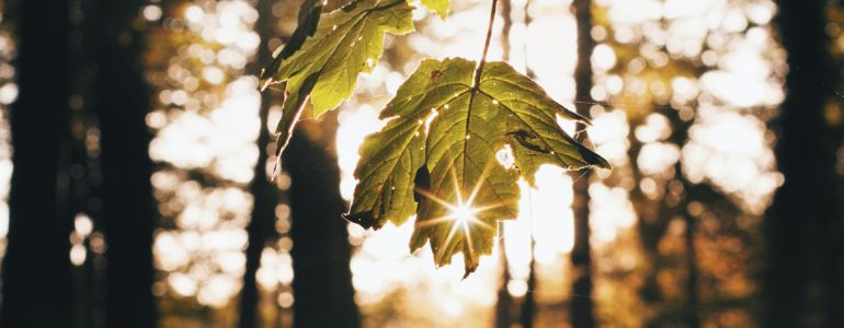 Sun shining through leaves