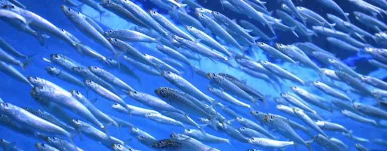 Pacific Herring