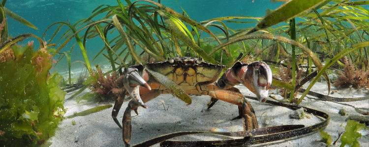 Image of crab