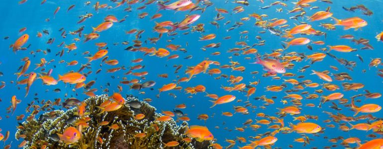 Credit: Renata Romeo / Ocean Image Bank