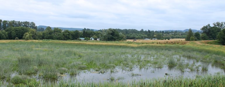 marshlands