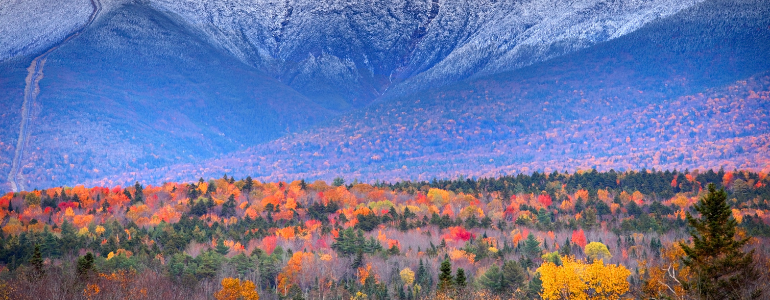 meadow with plants in fall colors with purple mountains in background