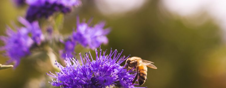 Image of bee on a purple flower. Credit: University of Washington